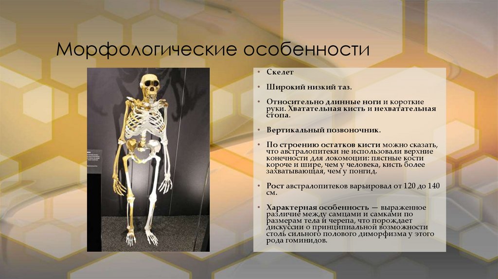 Морфологические особенности