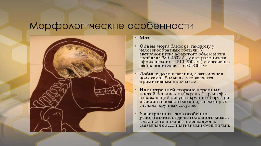 Морфологические особенности