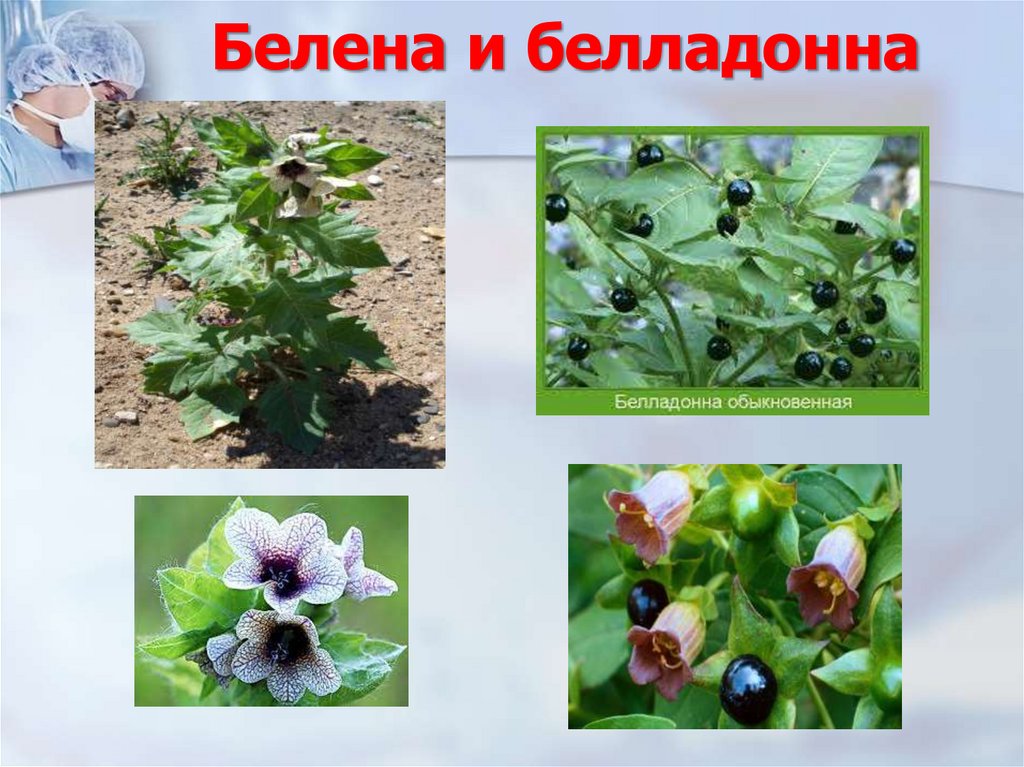 Белена и белладонна