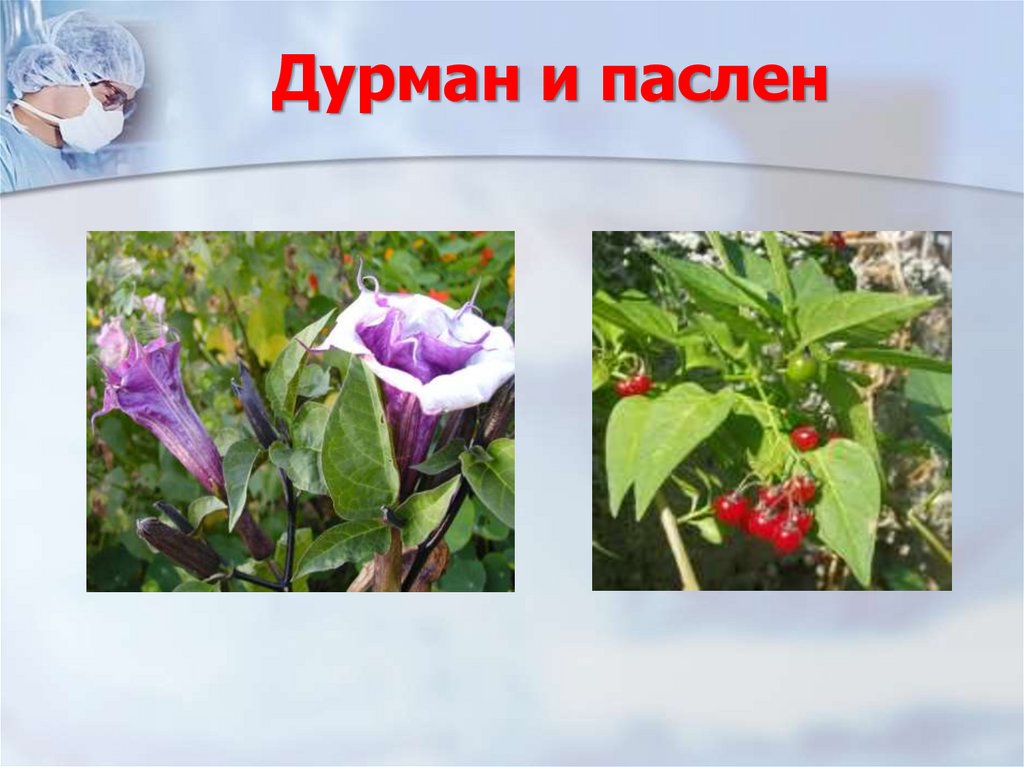 Дурман и паслен