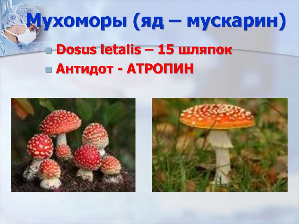 Мухоморы (яд – мускарин)