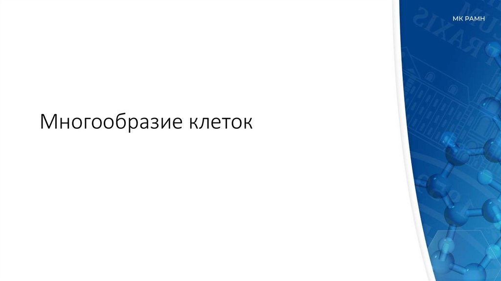 Многообразие клеток