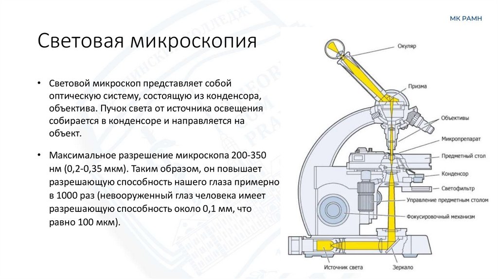 Световая микроскопия