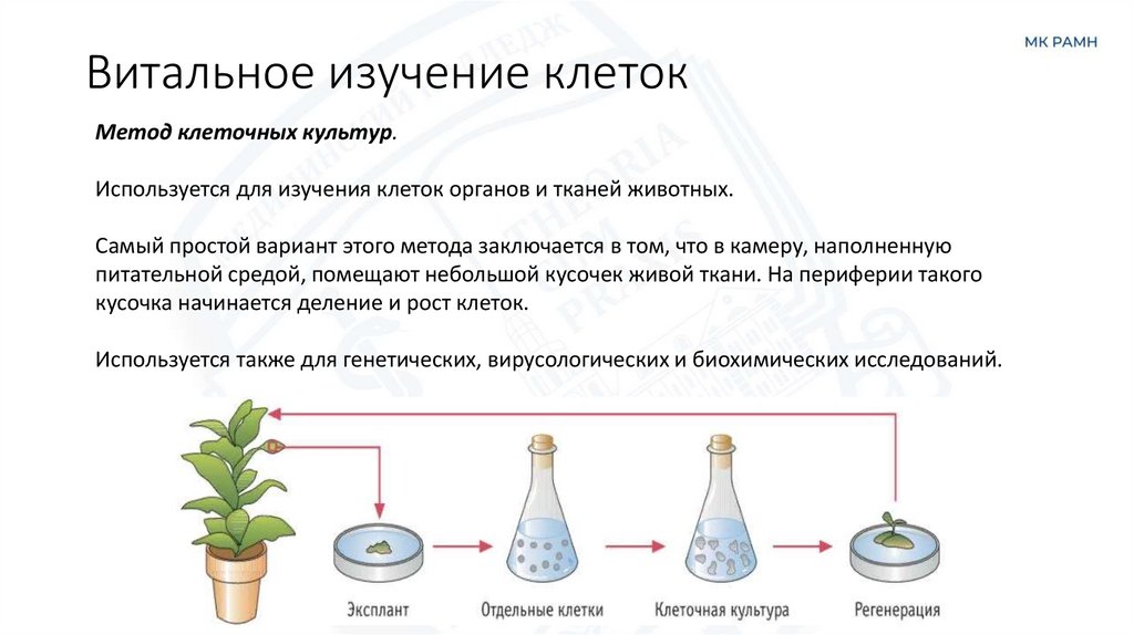 Витальное изучение клеток