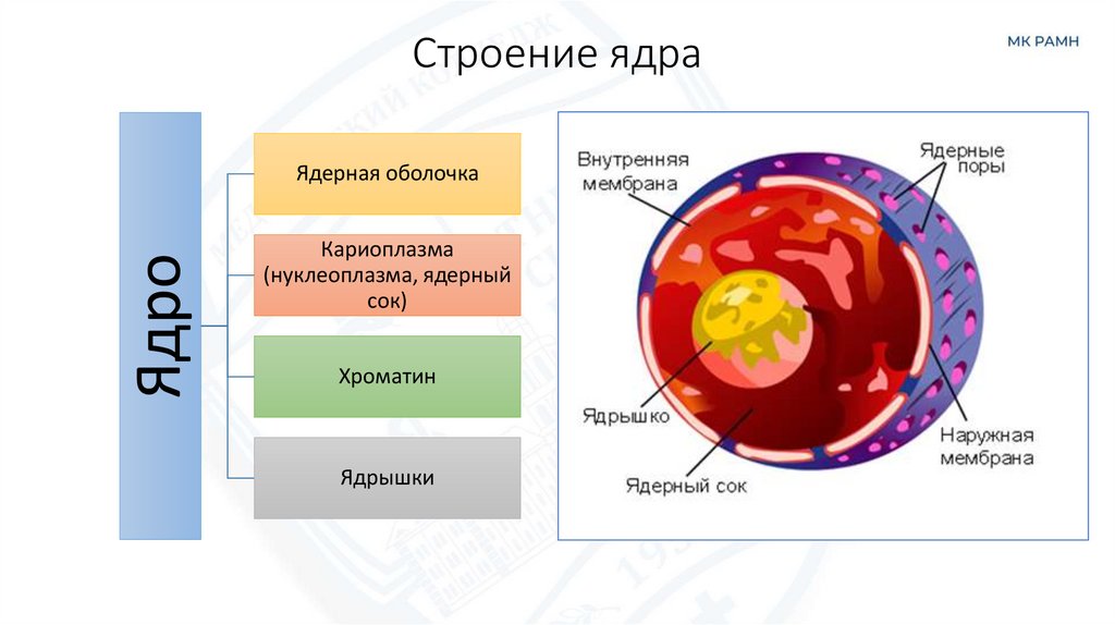 Строение ядра