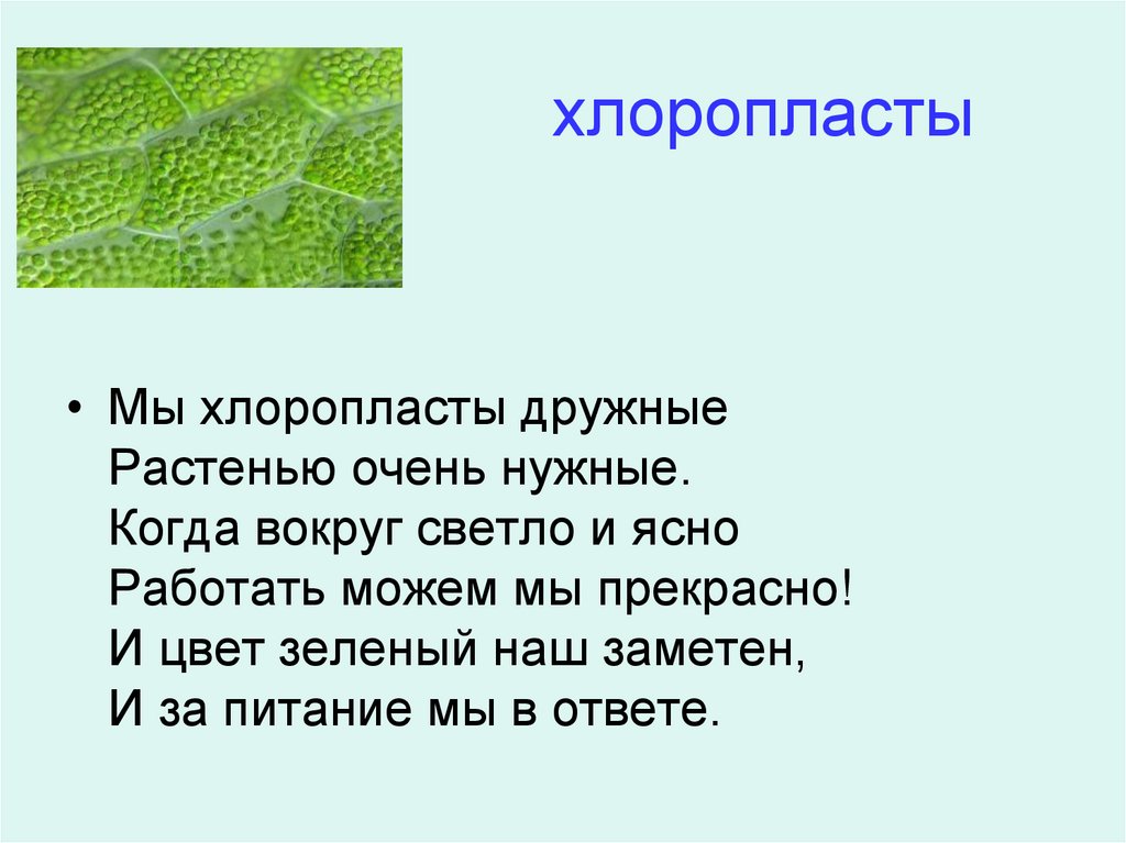 хлоропласты