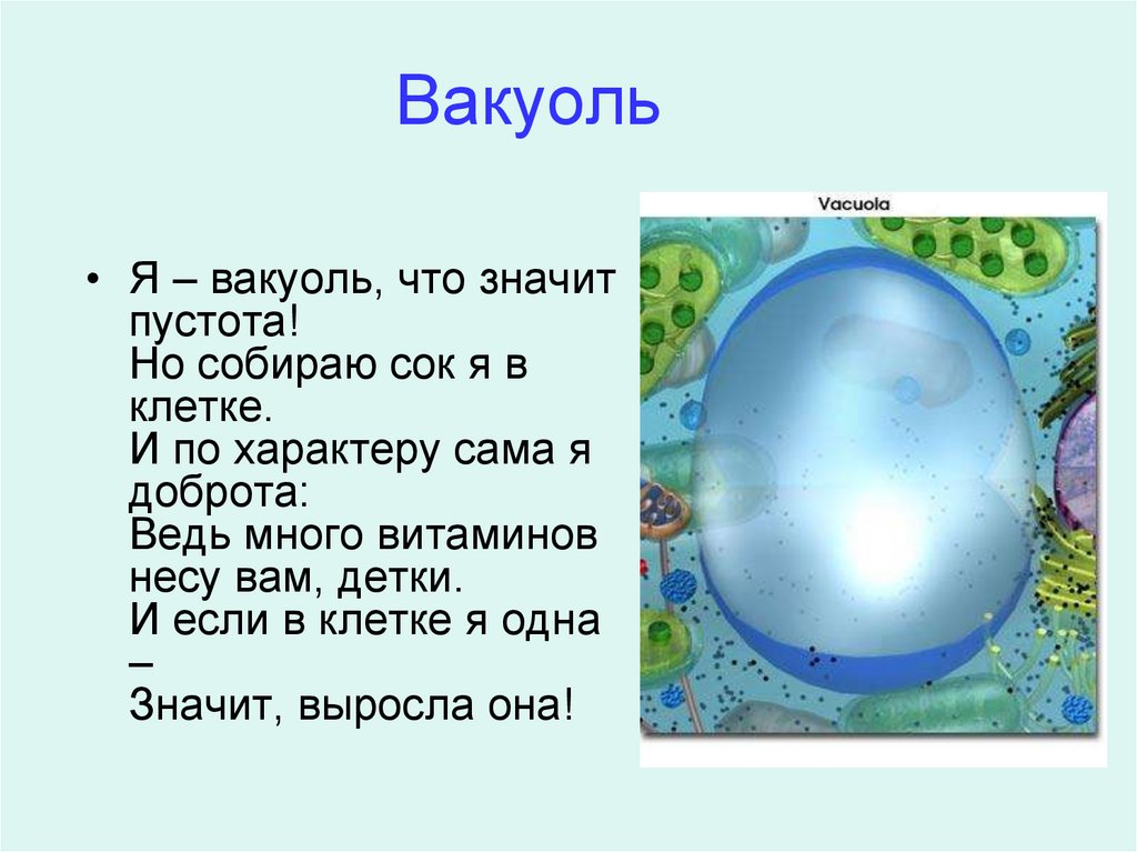 Вакуоль