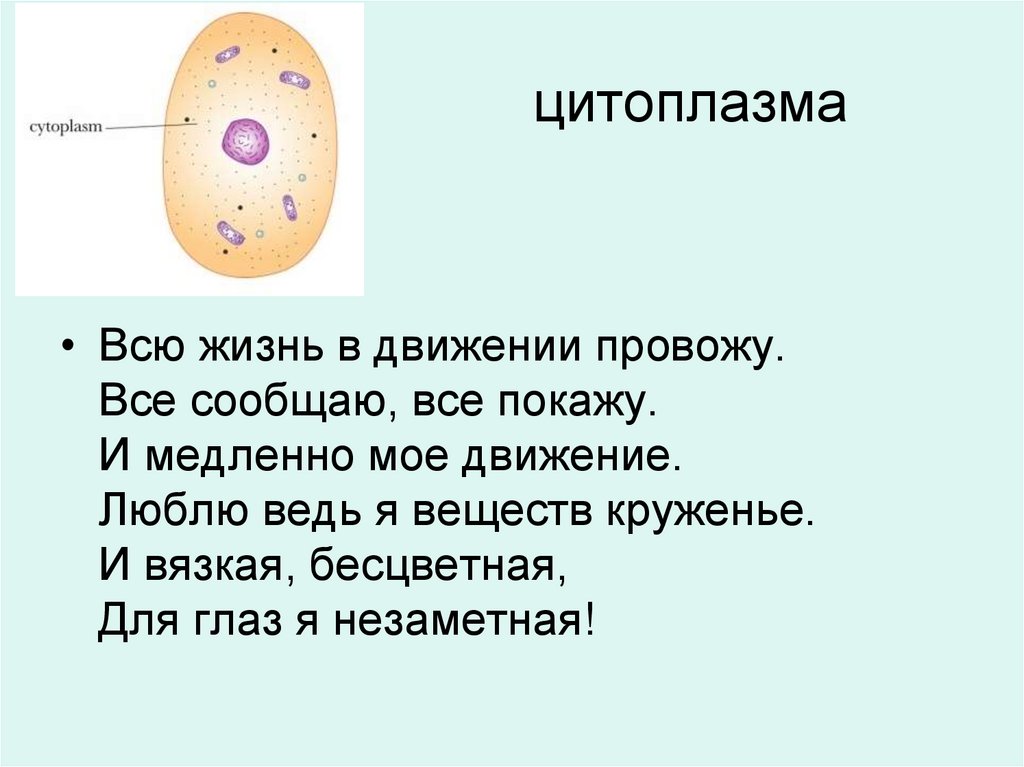 цитоплазма