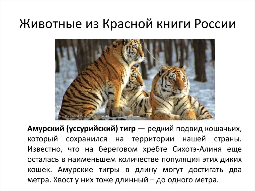 Животные из Красной книги России