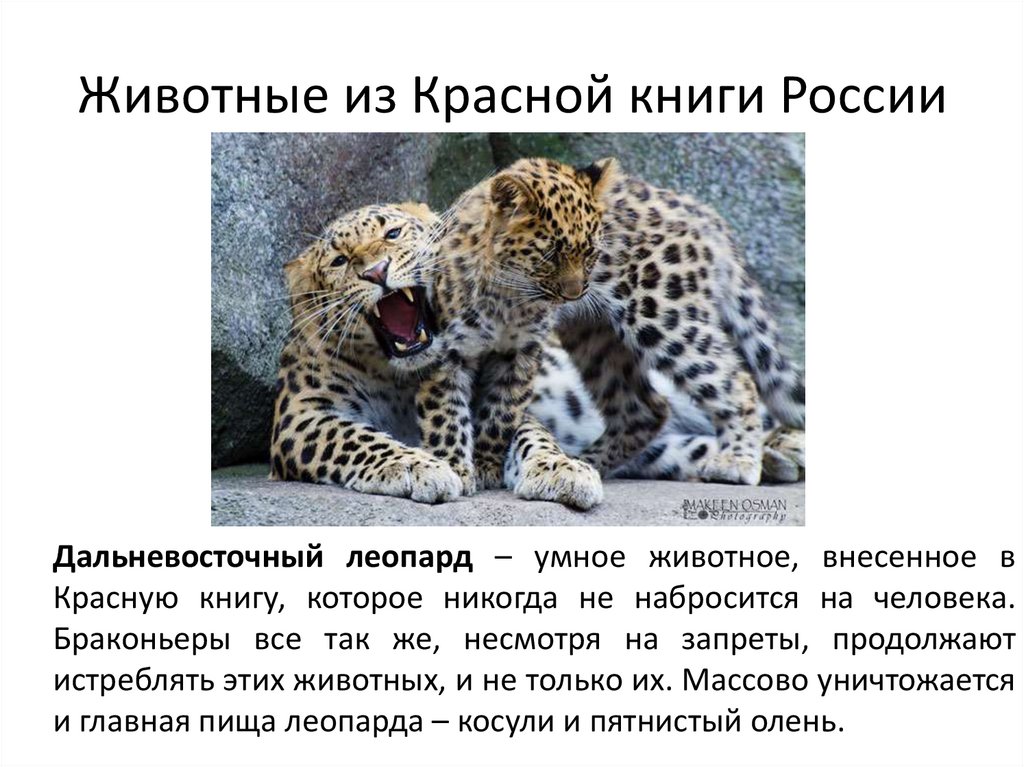 Животные из Красной книги России