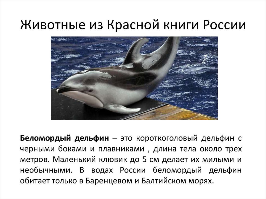 Животные из Красной книги России