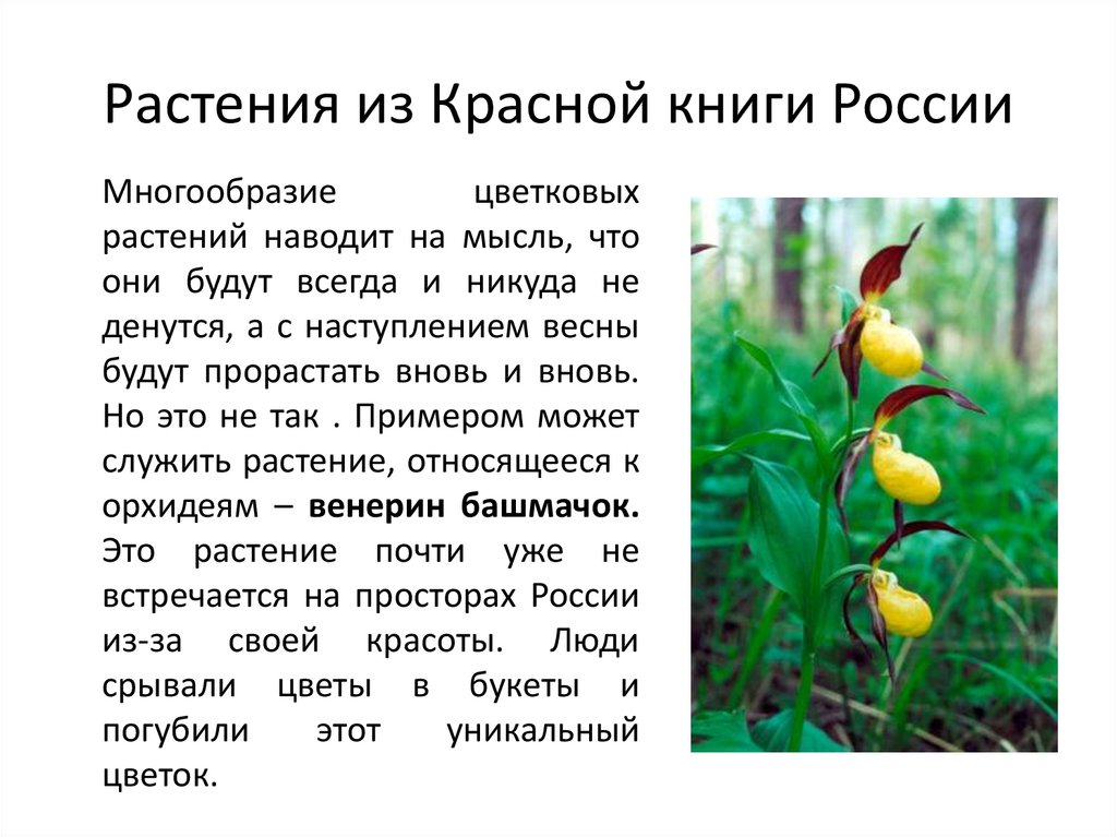 Растения из Красной книги России