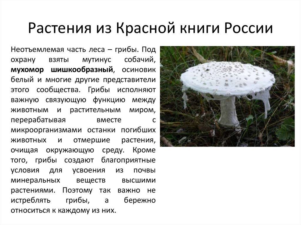 Растения из Красной книги России