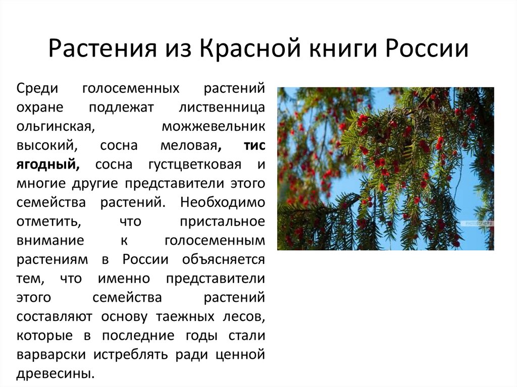 Растения из Красной книги России