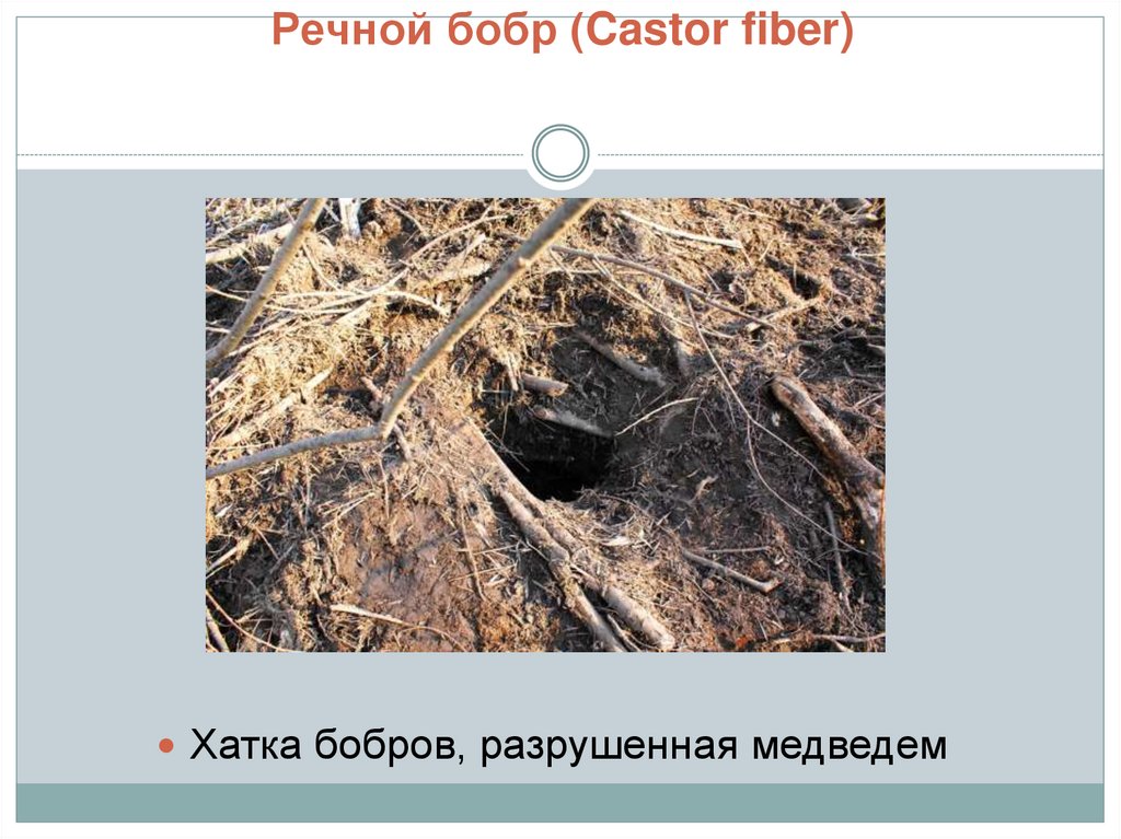 Речной бобр (Castor fiber)
