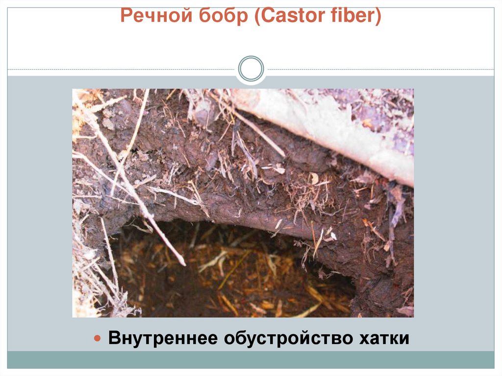 Речной бобр (Castor fiber)