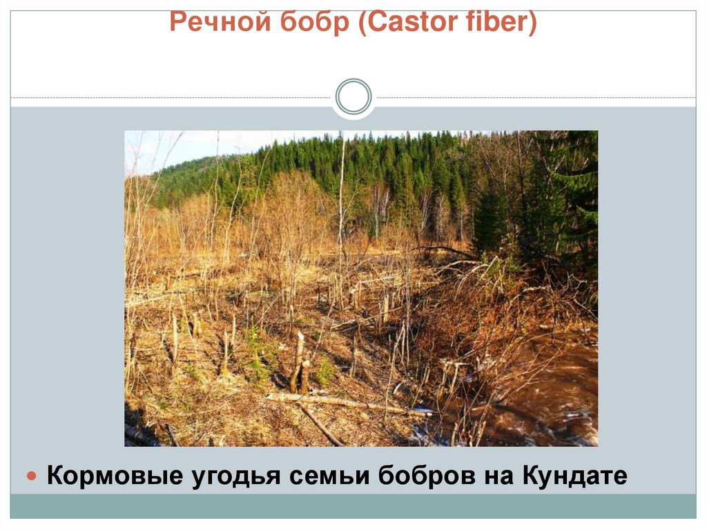 Речной бобр (Castor fiber)