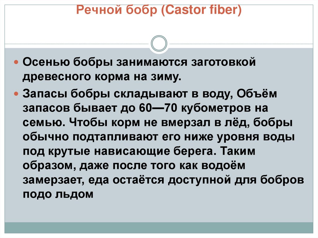 Речной бобр (Castor fiber)