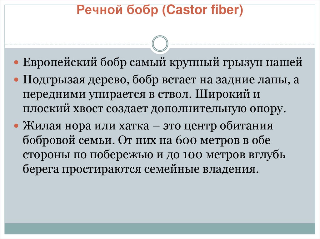 Речной бобр (Castor fiber)