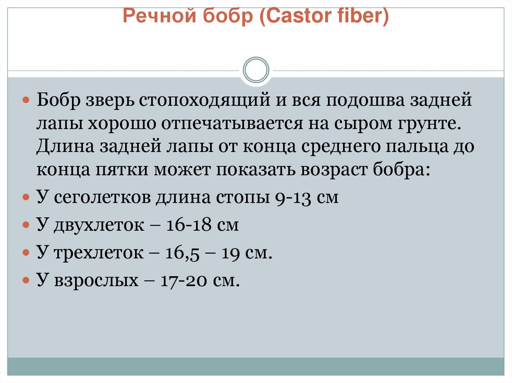 Речной бобр (Castor fiber)