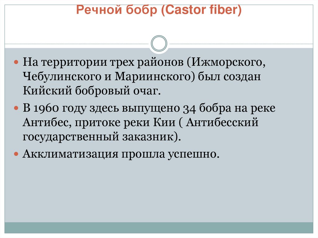 Речной бобр (Castor fiber)