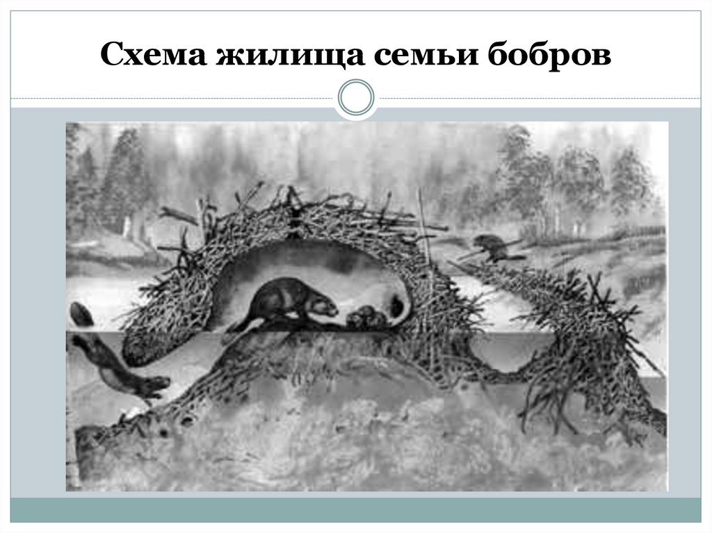Схема жилища семьи бобров