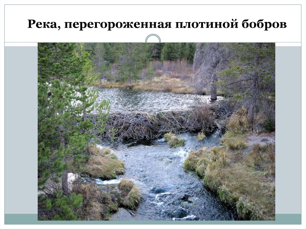 Река, перегороженная плотиной бобров