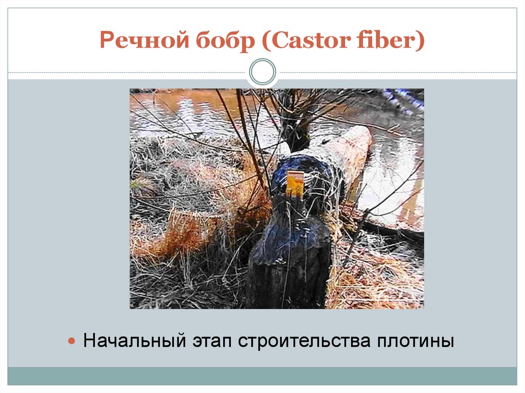 Речной бобр (Castor fiber)