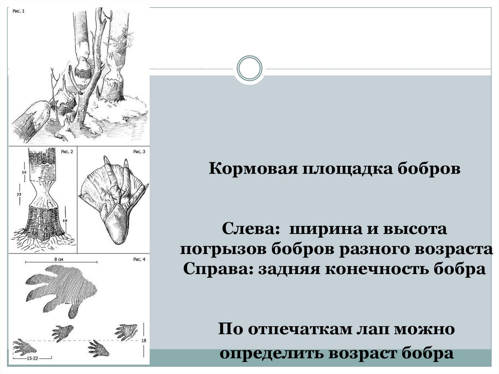 Кормовая площадка бобров Слева: ширина и высота погрызов бобров разного возраста Справа: задняя конечность бобра По отпечаткам