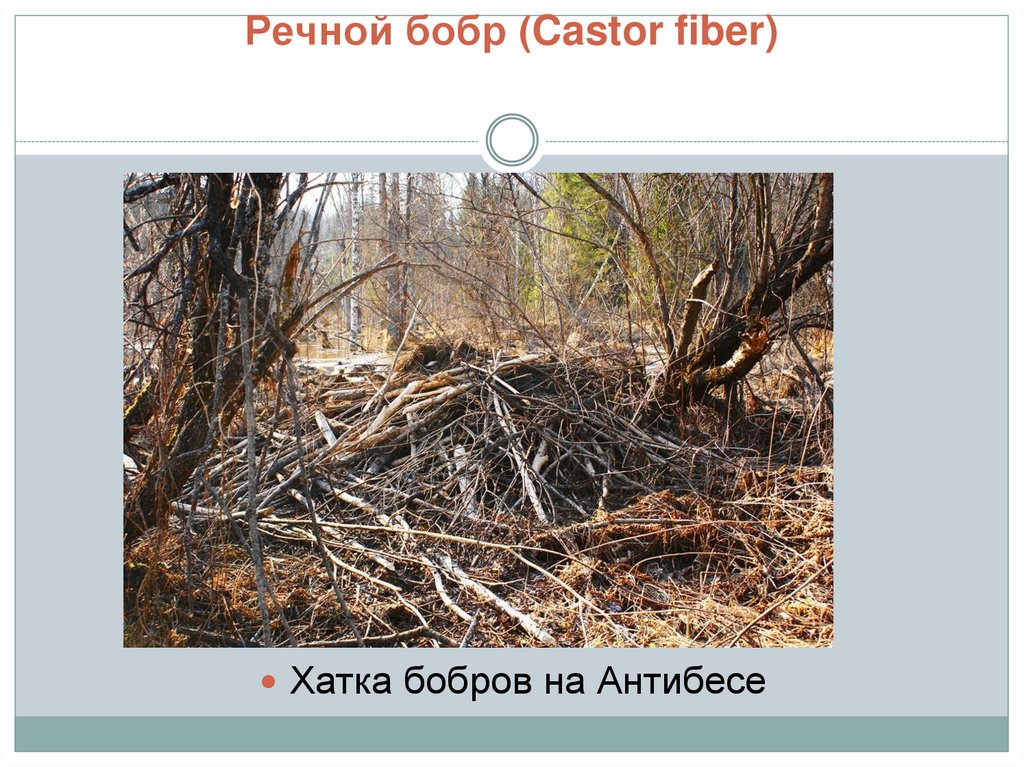 Речной бобр (Castor fiber)