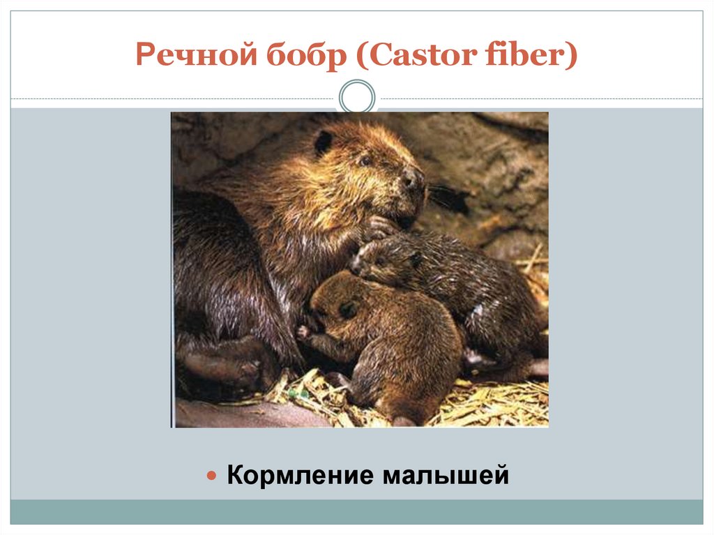 Речной бобр (Castor fiber)