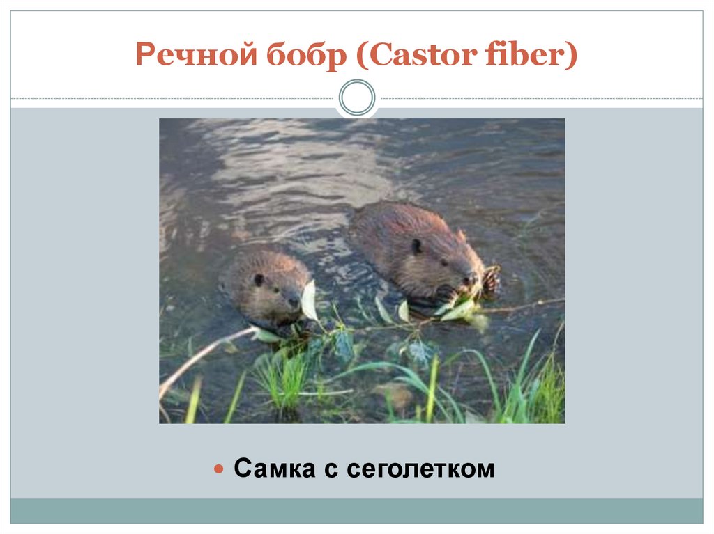 Речной бобр (Castor fiber)