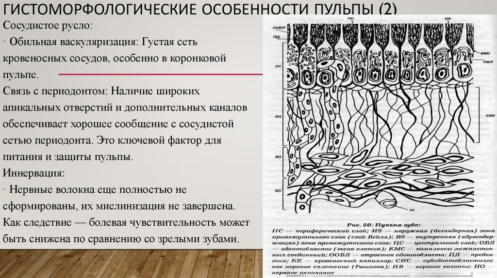 Гистоморфологические особенности пульпы (2)