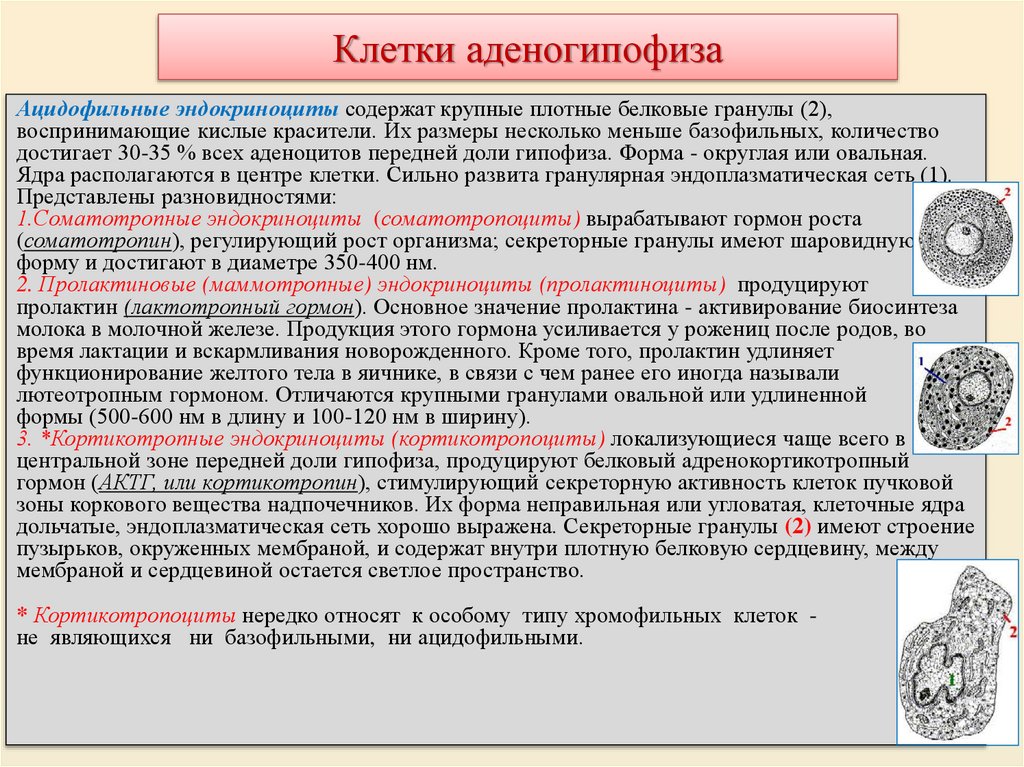 Клетки аденогипофиза