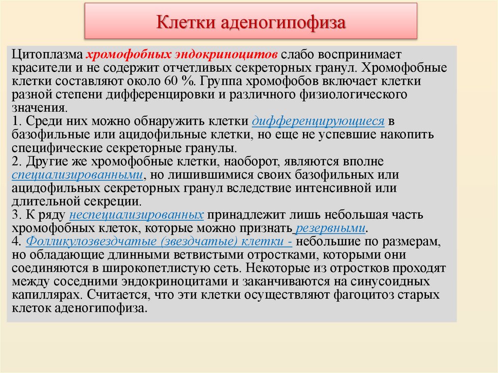 Клетки аденогипофиза