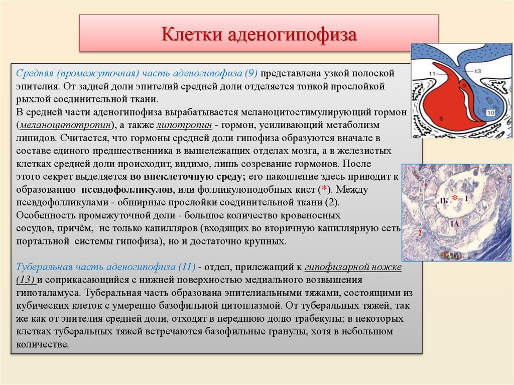 Клетки аденогипофиза