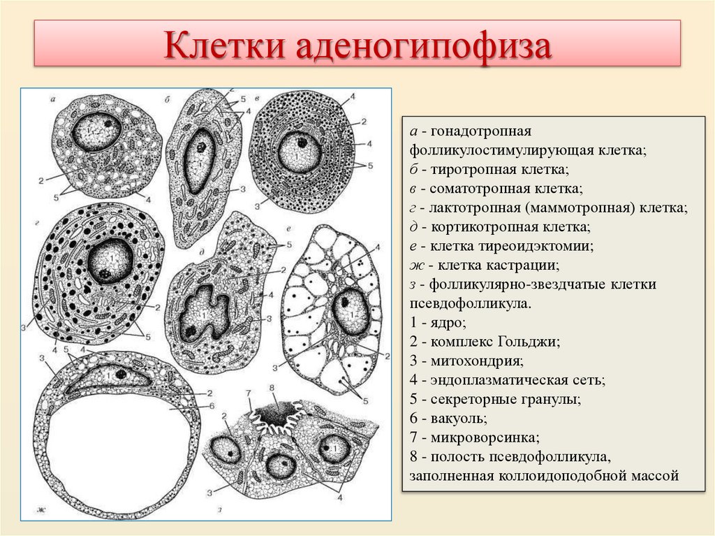 Клетки аденогипофиза
