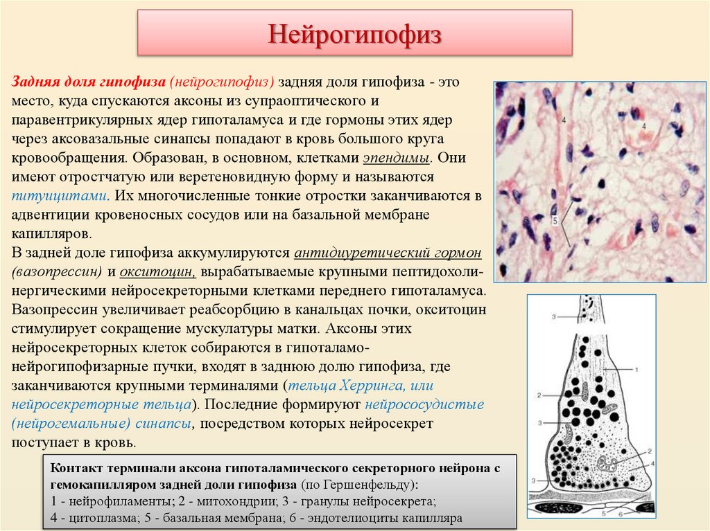 Нейрогипофиз