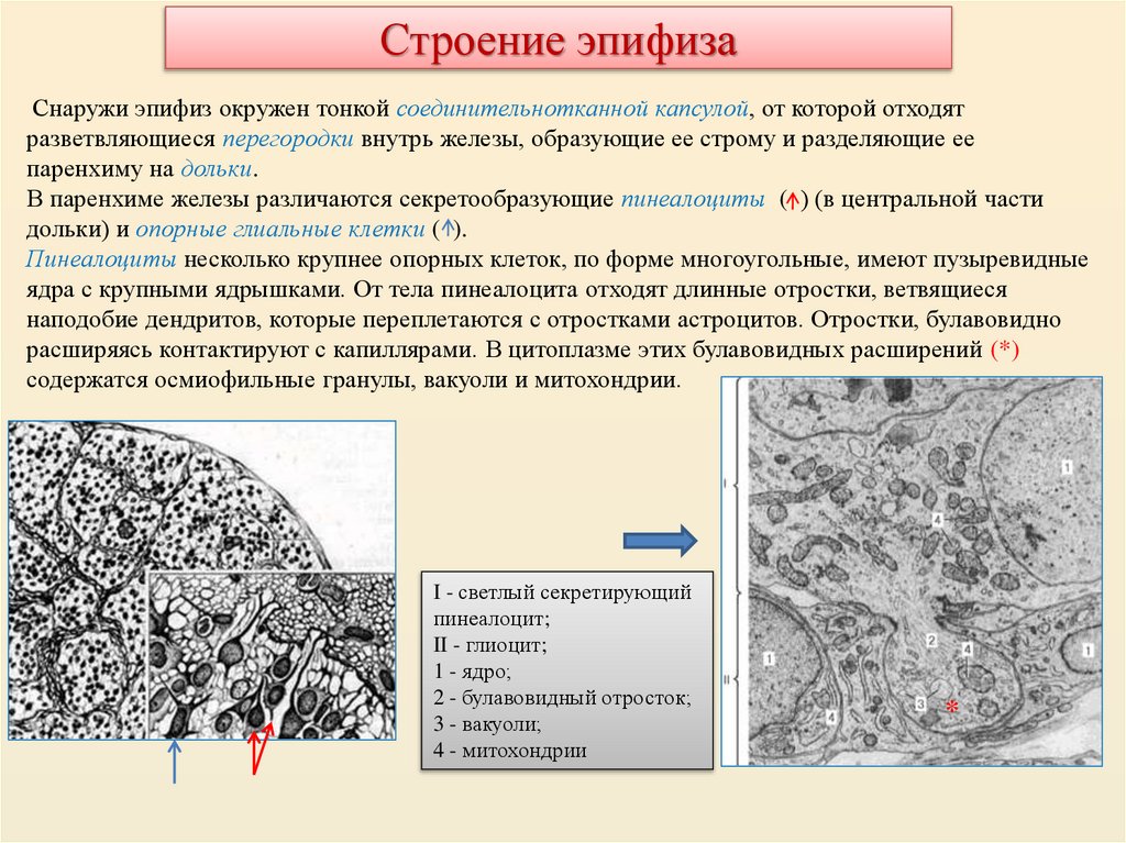 Строение эпифиза
