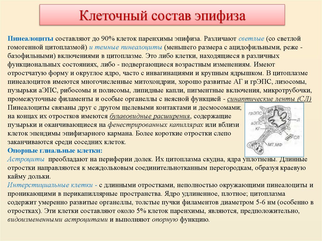Клеточный состав эпифиза