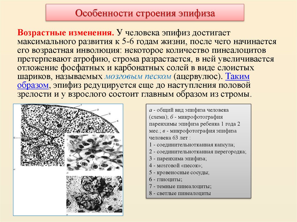 Особенности строения эпифиза