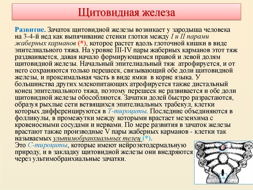 Щитовидная железа