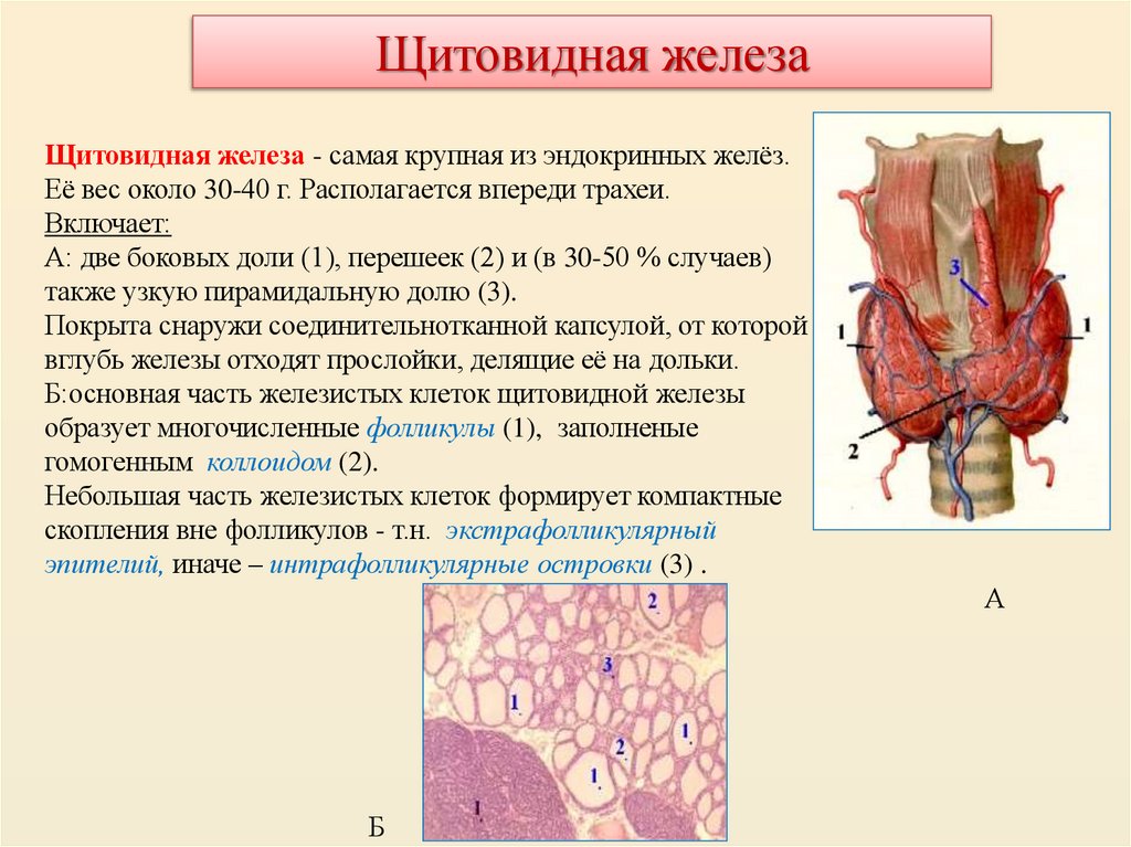 Щитовидная железа