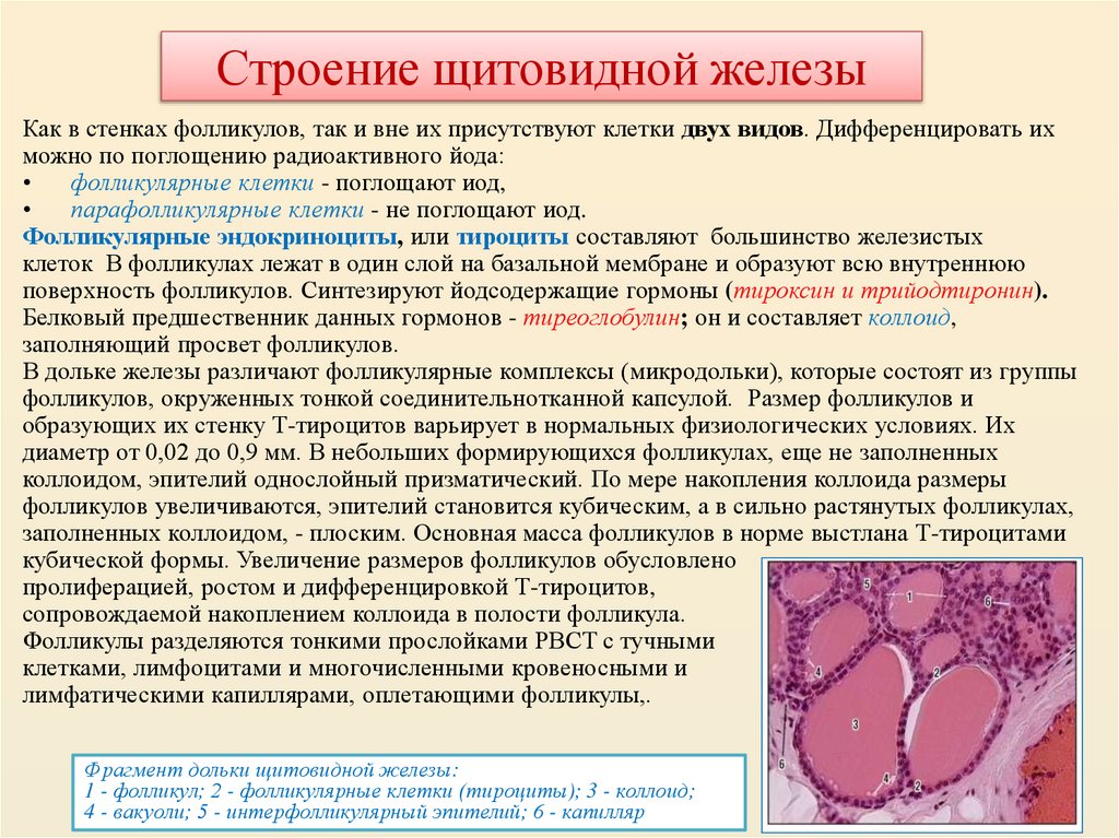 Строение щитовидной железы