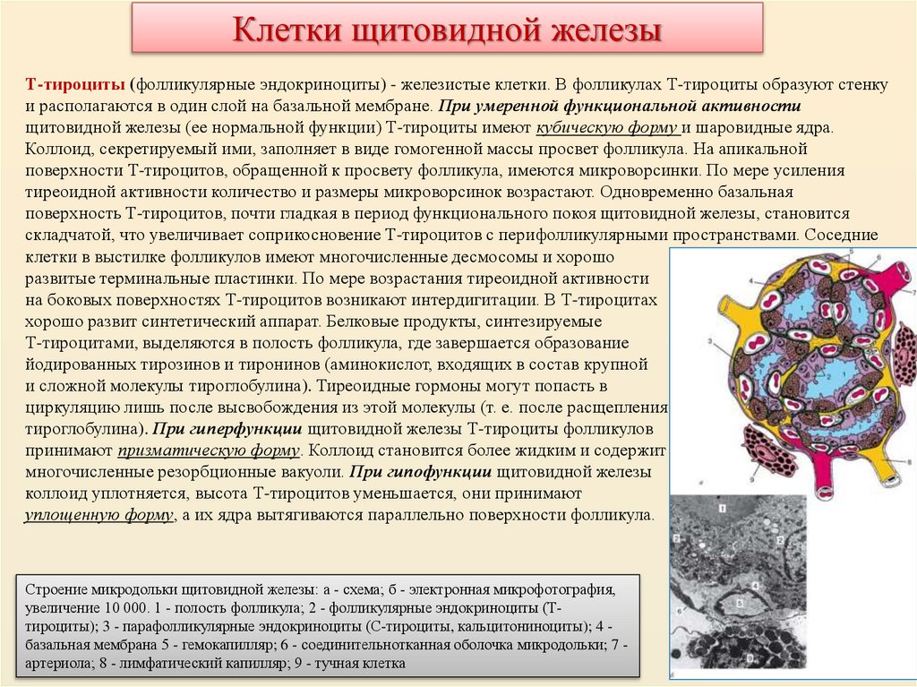 Клетки щитовидной железы