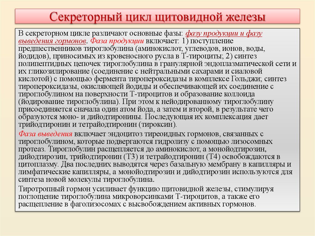 Секреторный цикл щитовидной железы