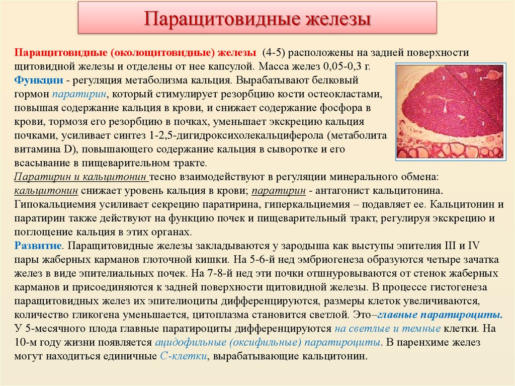 Паращитовидные железы