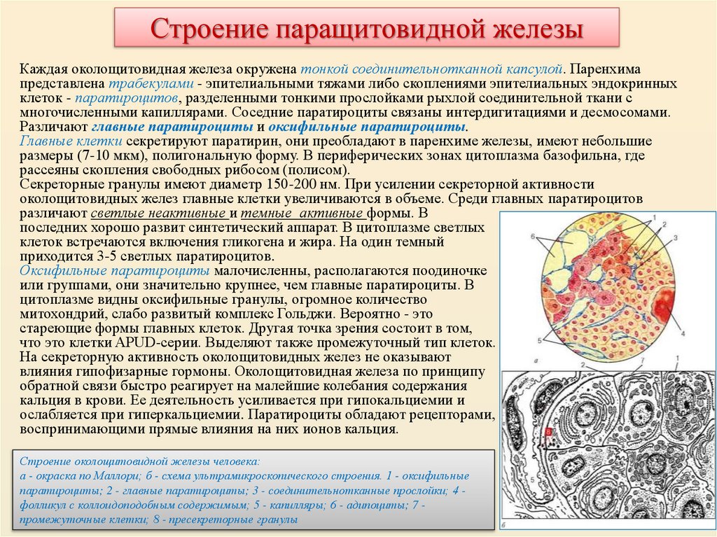 Строение паращитовидной железы