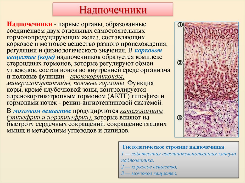 Надпочечники