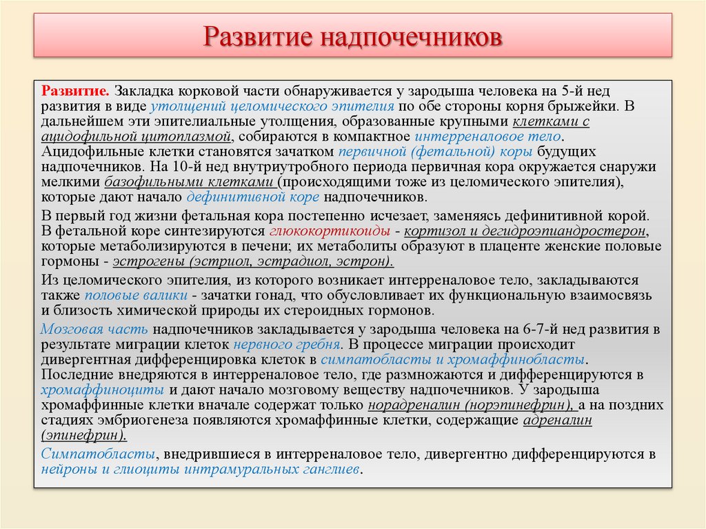 Развитие надпочечников